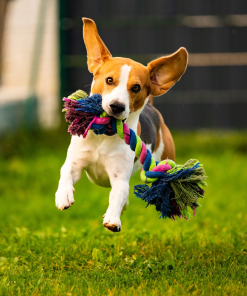 Pet Supplies